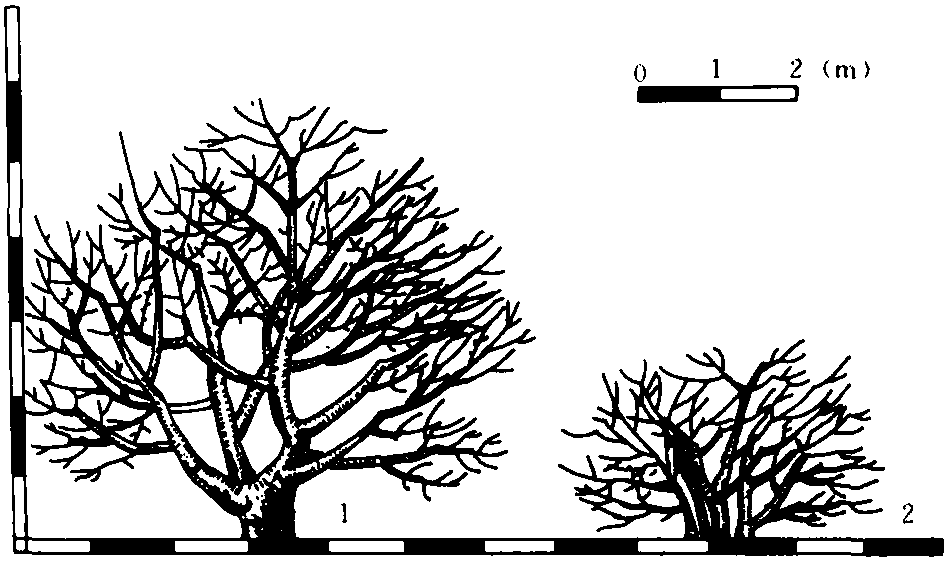 一、树冠与树性